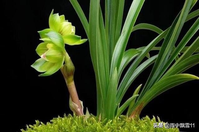 兰花叶尖发黑发黄是怎么回事,怎么判断兰花浇水缺水了