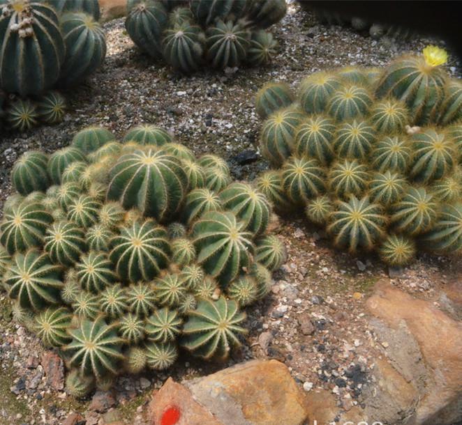 仙人掌介绍60多种独特的仙人掌,仙人掌开花的美图