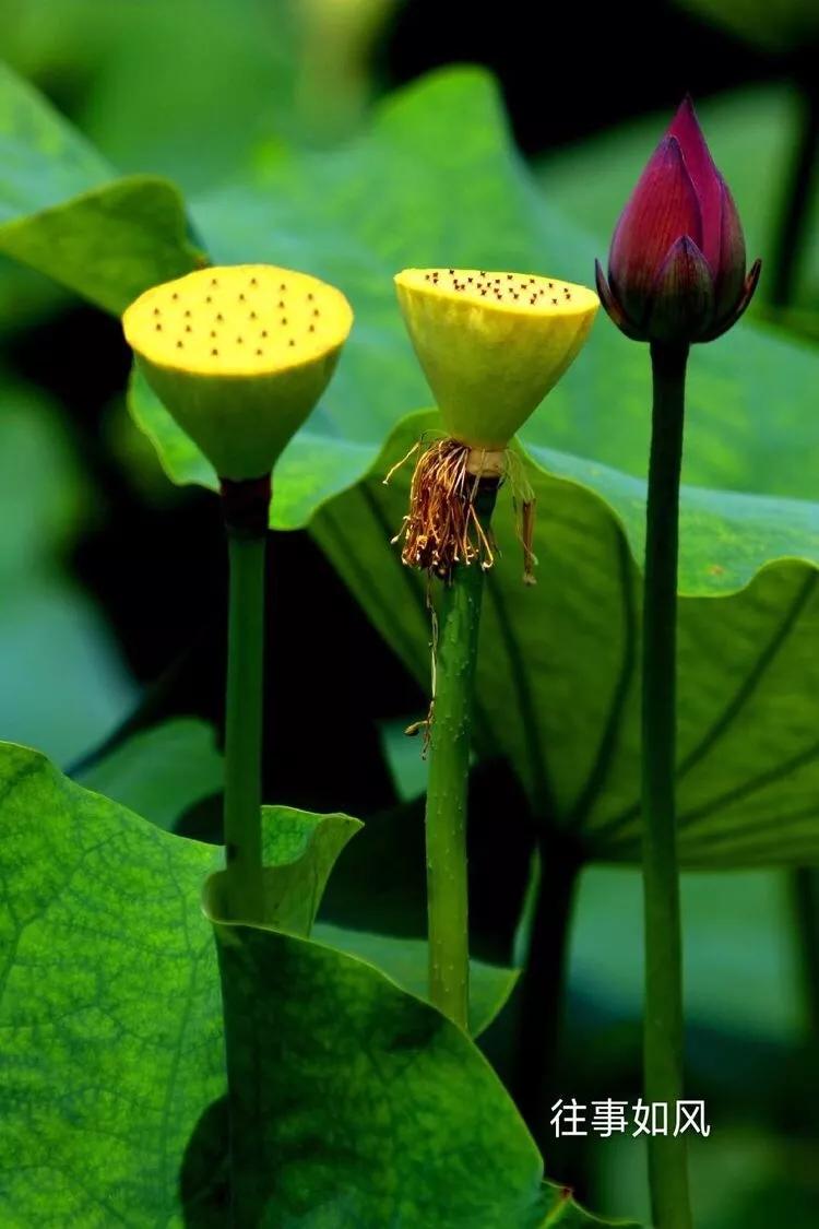 惊艳！淮阳，因为ta，美得不像“画”