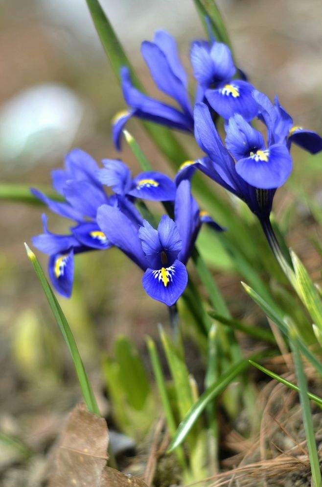 十种蓝色花,常见的六种蓝色花