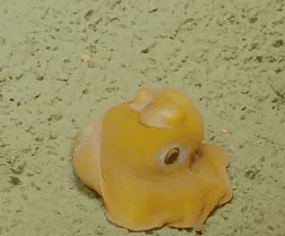 巨型大章鱼到底有多恐怖,世界上最恐怖的章鱼长什么样子