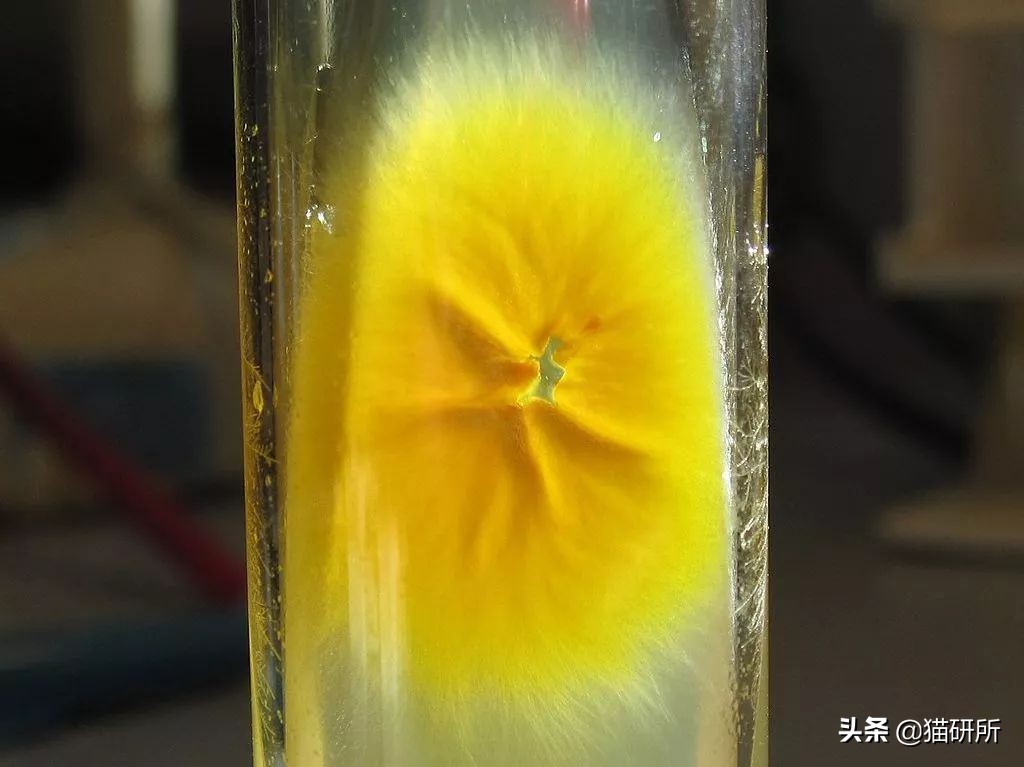 你们的猫咪猫癣怎么治好的,亲身经历的猫癣怎么治