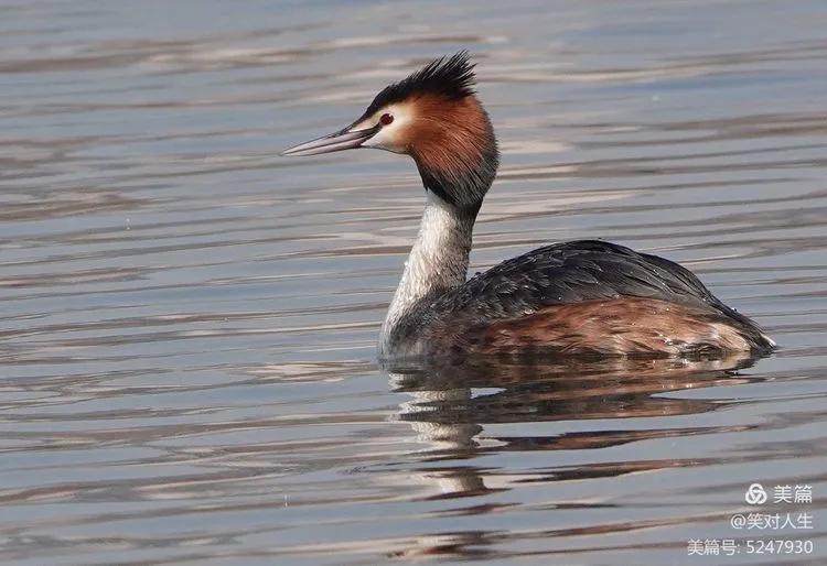 凤头鸊鷉粤语,斑头雁飞得最高的鸟