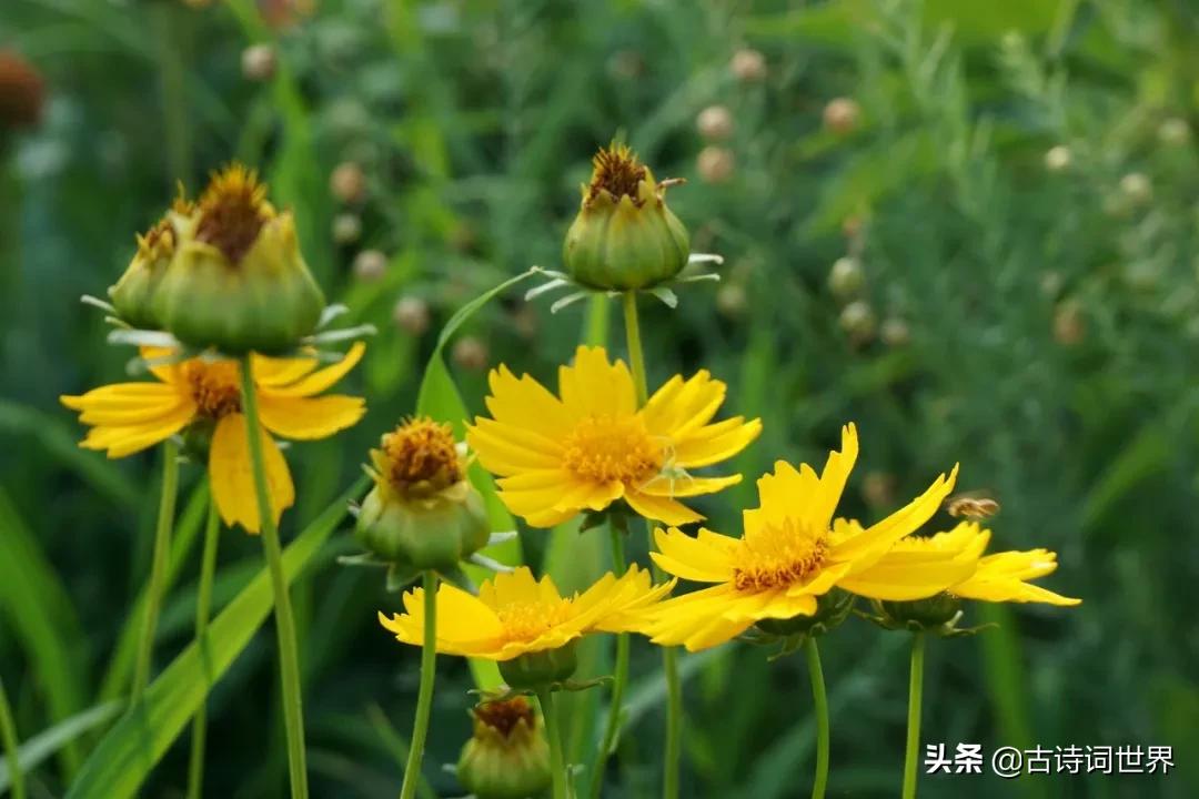 形容诗写得很唯美的四字成语,100个四字成语优美的古诗词