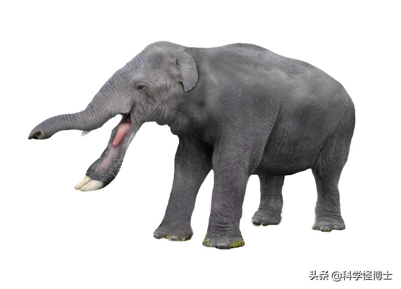 远古时期大象为什么没灭绝,大象是猛犸象演变过来的吗