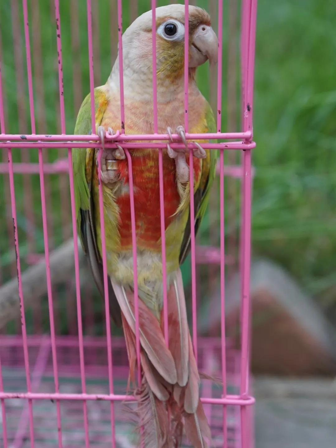 养鹦鹉养什么不犯法,养鹦鹉犯法吗