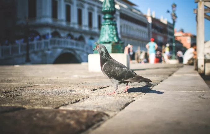 毛滴虫必须压制吗,抑制毛滴虫