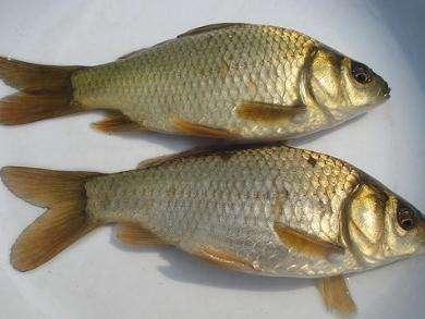 鱼类的繁殖技术,人工繁殖鱼最新技术