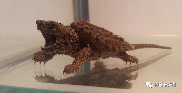 大鳄龟放阳台养还是客厅好,大鳄龟用黑色还是白色环境养