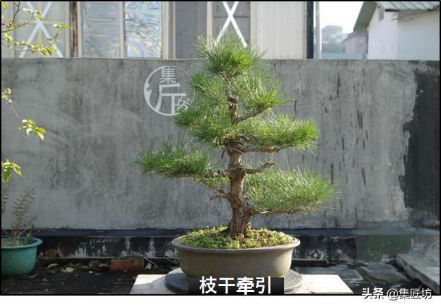 黑松盆景造型实例图解 (小型黑松造型盆景)