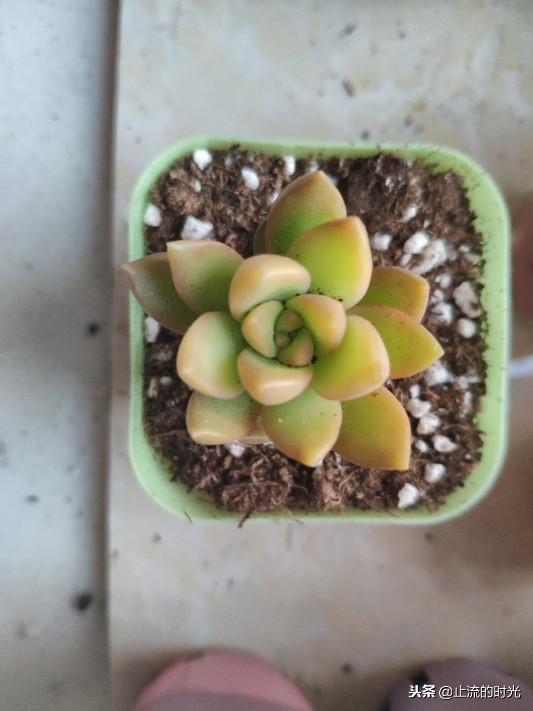 这些多肉有香味你都闻到过吗,这八种多肉每一个都是国宝级的