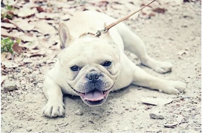 宠物百科澳洲牧牛犬,蓝色法国斗牛犬优缺点