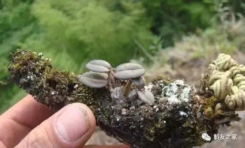 丹霞石斛图片及功效,广东的铁皮石斛是什么样子