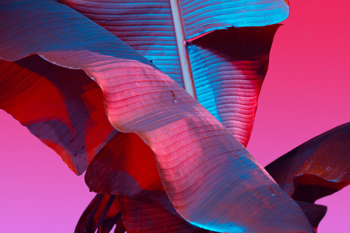 原来树叶也能这样拍,用这几个技巧树叶也能拍得这么美