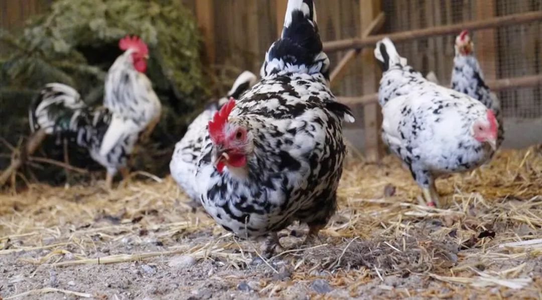 新手健身选择哪种蛋白粉最好吸收,新手健身选择什么蛋白粉好喝呢