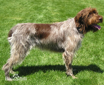 宠物狗小型犬品种排名大全及图片,性格温顺的小型犬有哪些