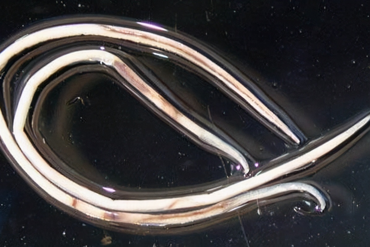 香港一博士生因撒盐杀死蜗牛被捕,撒盐杀死蜗牛被捕后续