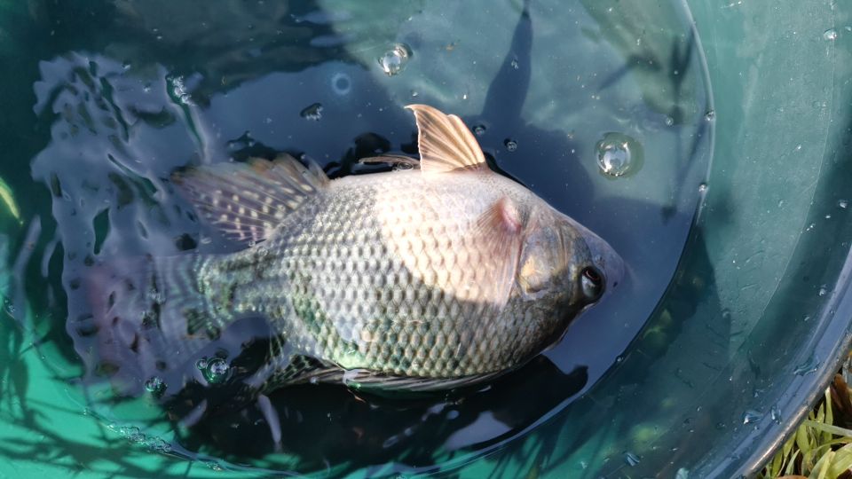 昆明周边钓青鱼的水库,昆明附近不收费的野钓塘