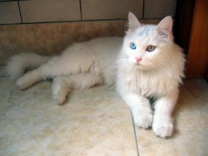 家里养猫的味道大还是狗的味道大,家里养猫太脏大便太臭