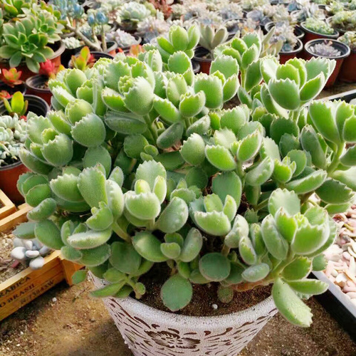 多肉熊童子夏季怎么养护,多肉熊童子怎么养长得快