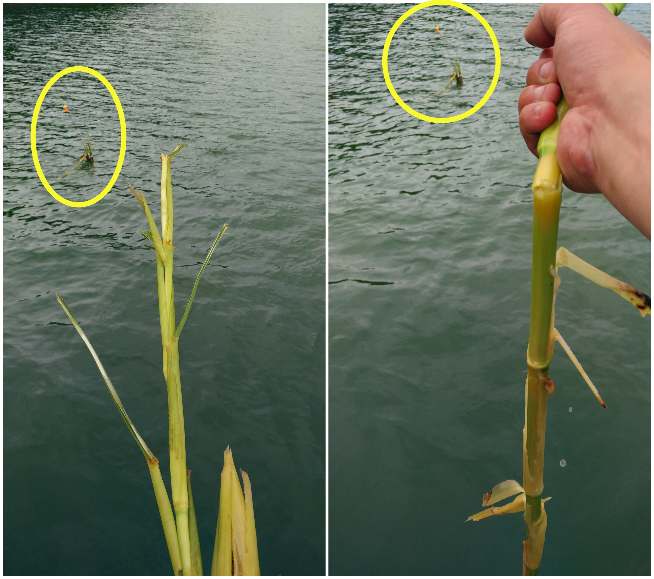 肥水草鱼窝料,综合塘草鱼窝料