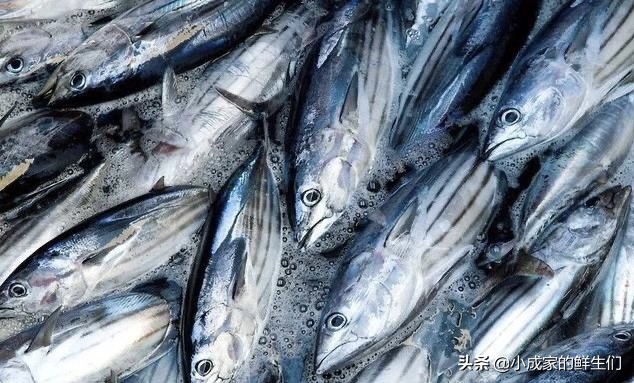 渔民常见捕获海鲜以及价格,野捕海鲜