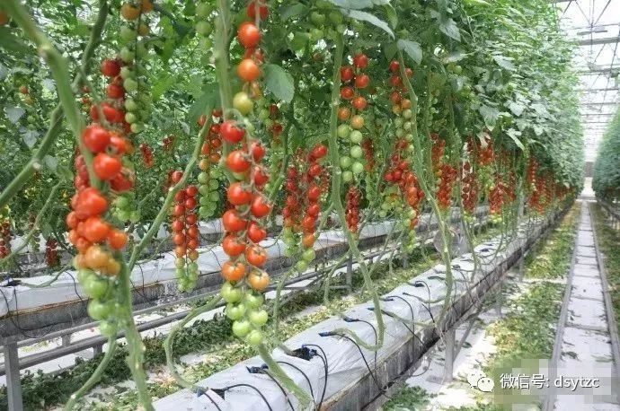 全国蔬菜重点县名单,菜吧生态园规划