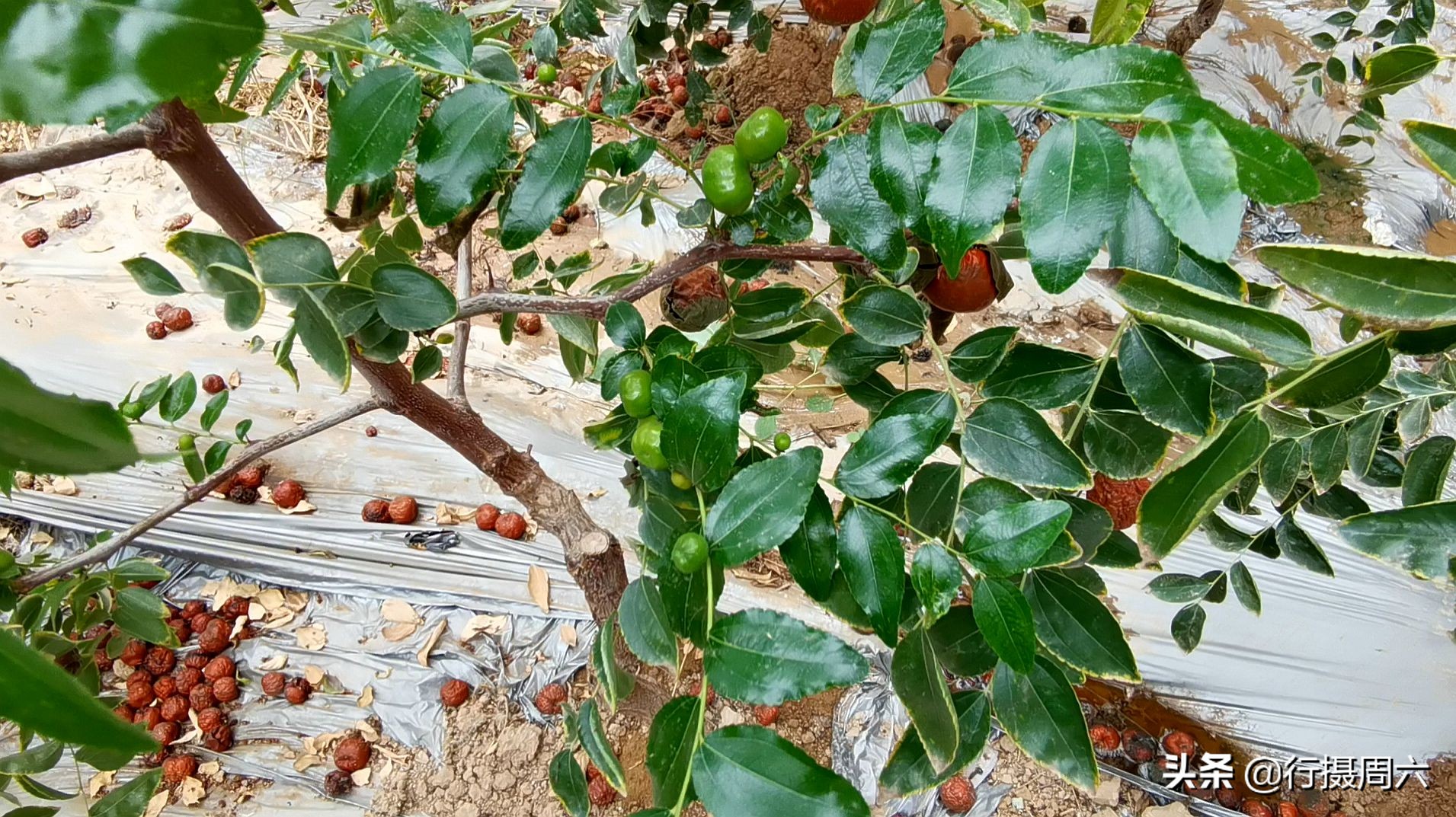 山西农民创奇迹,研究枣树管理技术10年,实现1年能结2次果