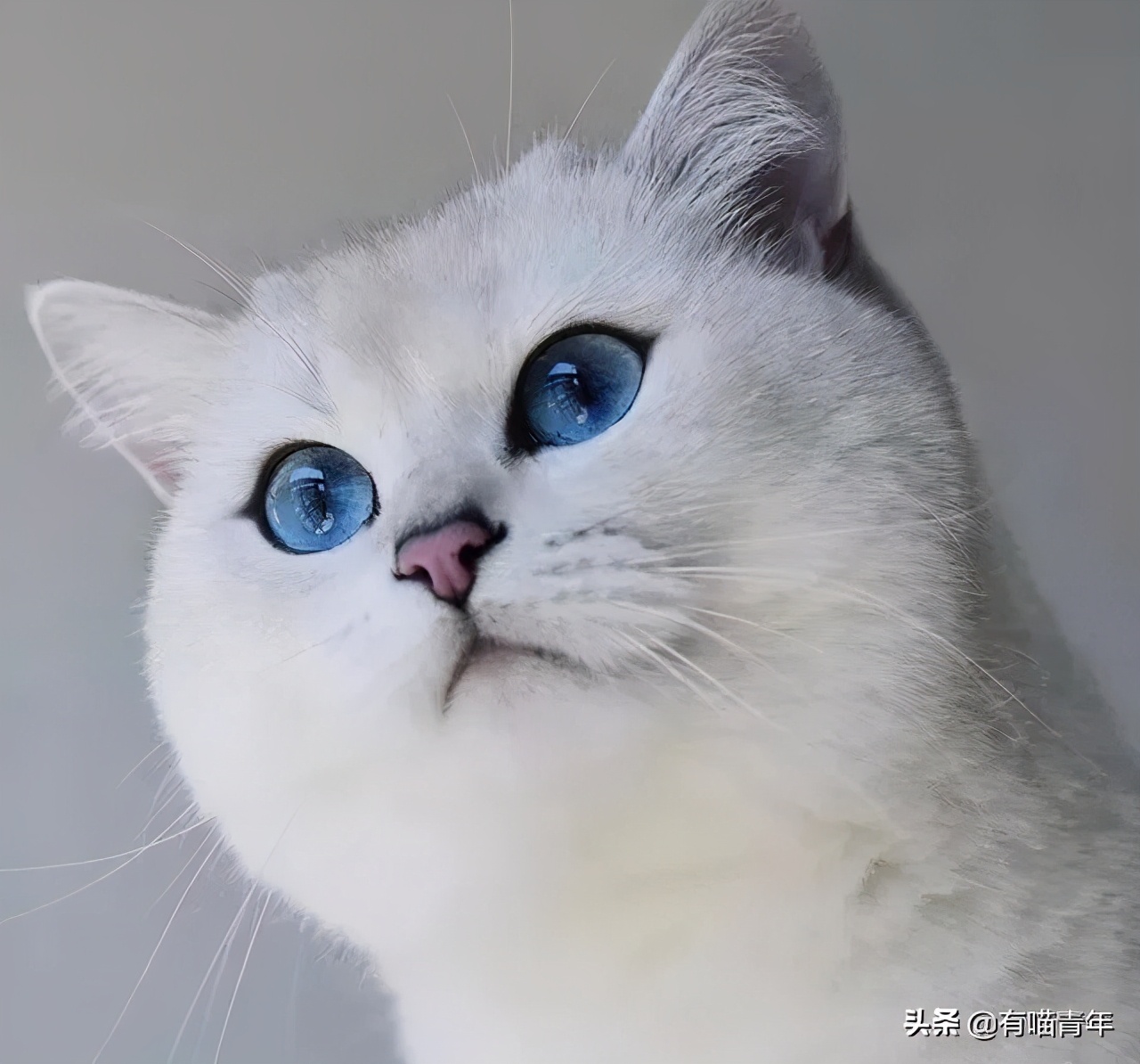 网上买的猫运回来死了,网上买猫三天送到半夜死了