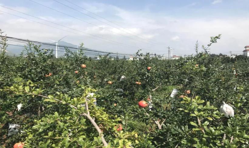 西昌黄联关镇：小石榴做出大文章软籽石榴映“红”乡村致富路