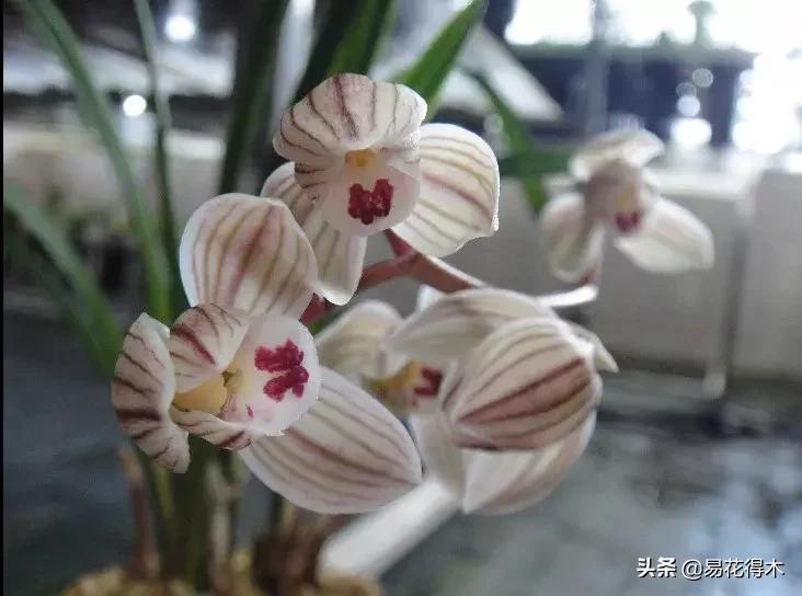 兰花春兰四大名品,兰花十大名品是哪些