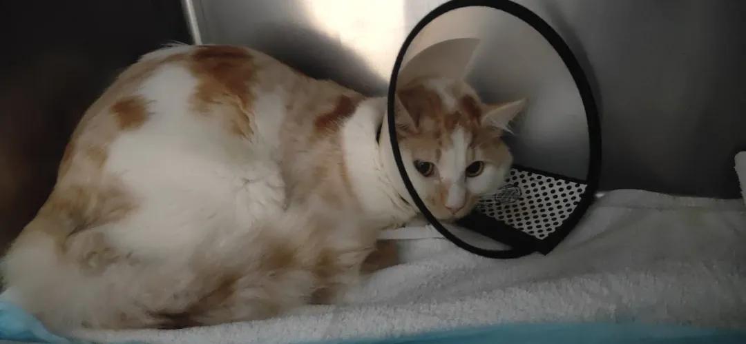 “我居然从猫屁股拽出了一根针！太可怕了！”