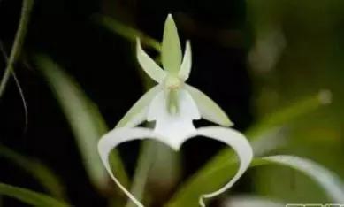 五种最具欣赏价值的兰花,欣赏史上最全的兰花