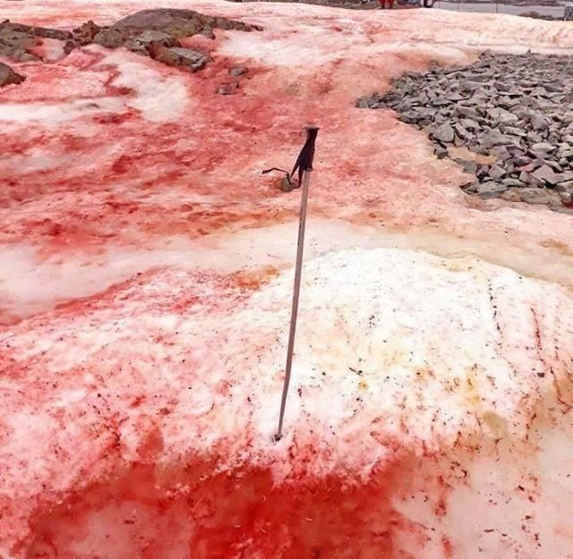 楠勯槼浼肩伀鎶楃柅,涓嶆儳瀵掑啲鎶楃柅