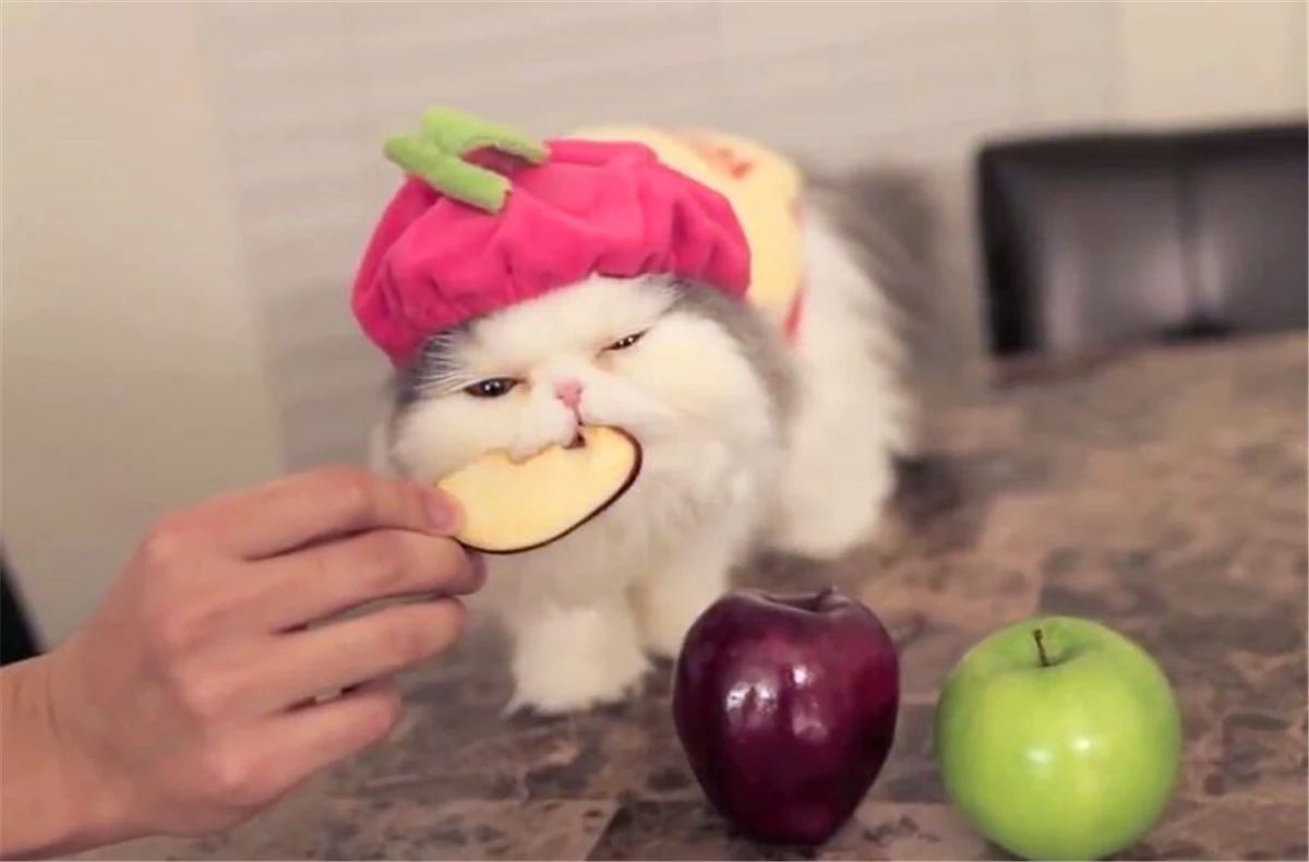 猫咪喂内驱药有什么危害吗,养猫知识猫咪驱虫注意事项