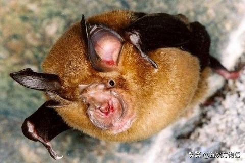 87年上海甲肝流行原因,上海毛蚶体内的甲肝病毒来源