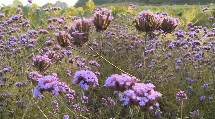 柳叶马鞭草春季养护,柳叶马鞭草阳台
