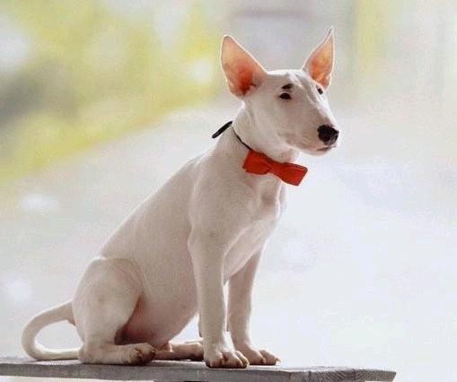 世上最罕见的狗品种图片,全世界狗品种视频