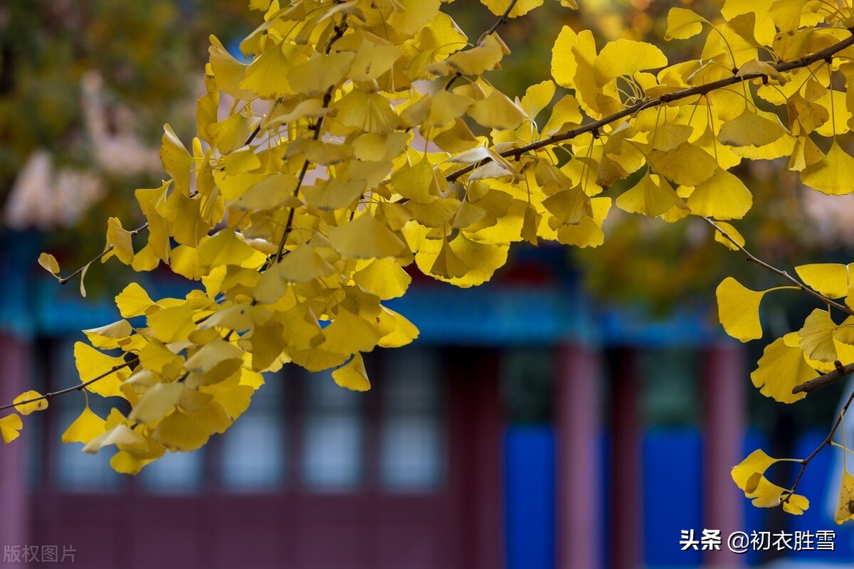 纳兰性德三首海棠词,纳兰性德最豁达潇洒的诗