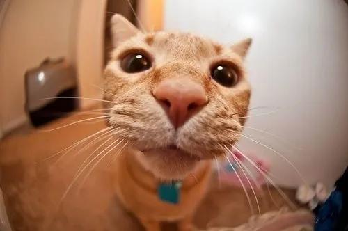 喵星人眼睛肿了,猫咪怎么得眼疾