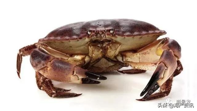 各国海鲜大盘点,今年过年最值得入手的海鲜