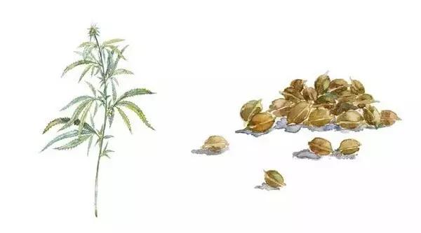 巴马火麻长寿的传说,巴马的火麻籽汤长寿秘诀