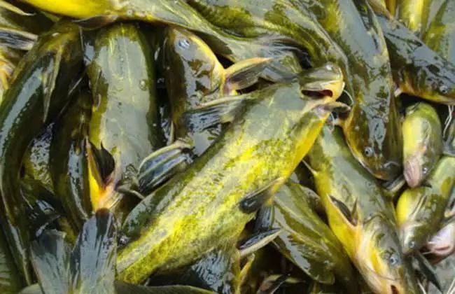 黄颡鱼大肚子病,黄颡鱼腹部腹水怎么治