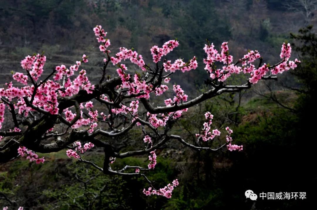 环翠公园美景,走进春天的环翠公园