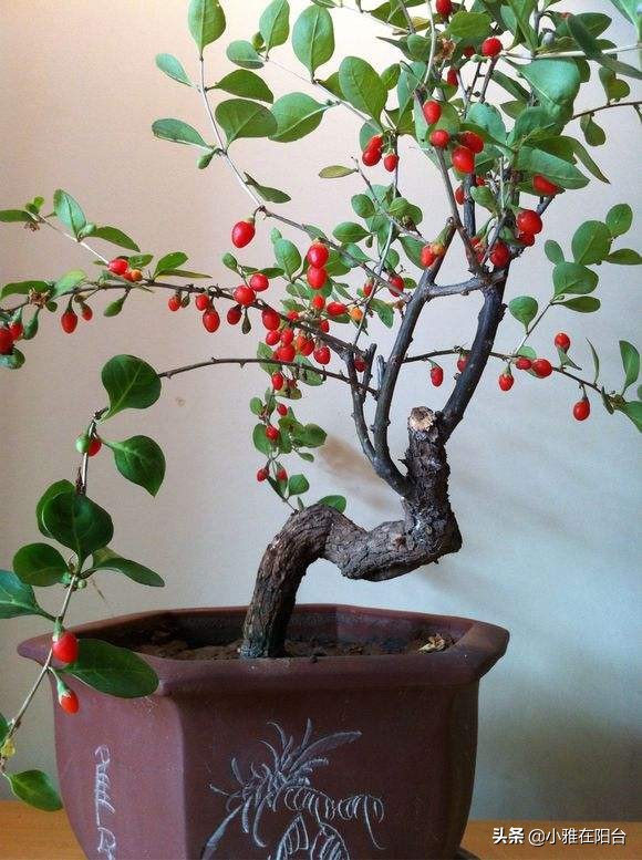 养花不如种姜,养花不如种鸡蛋