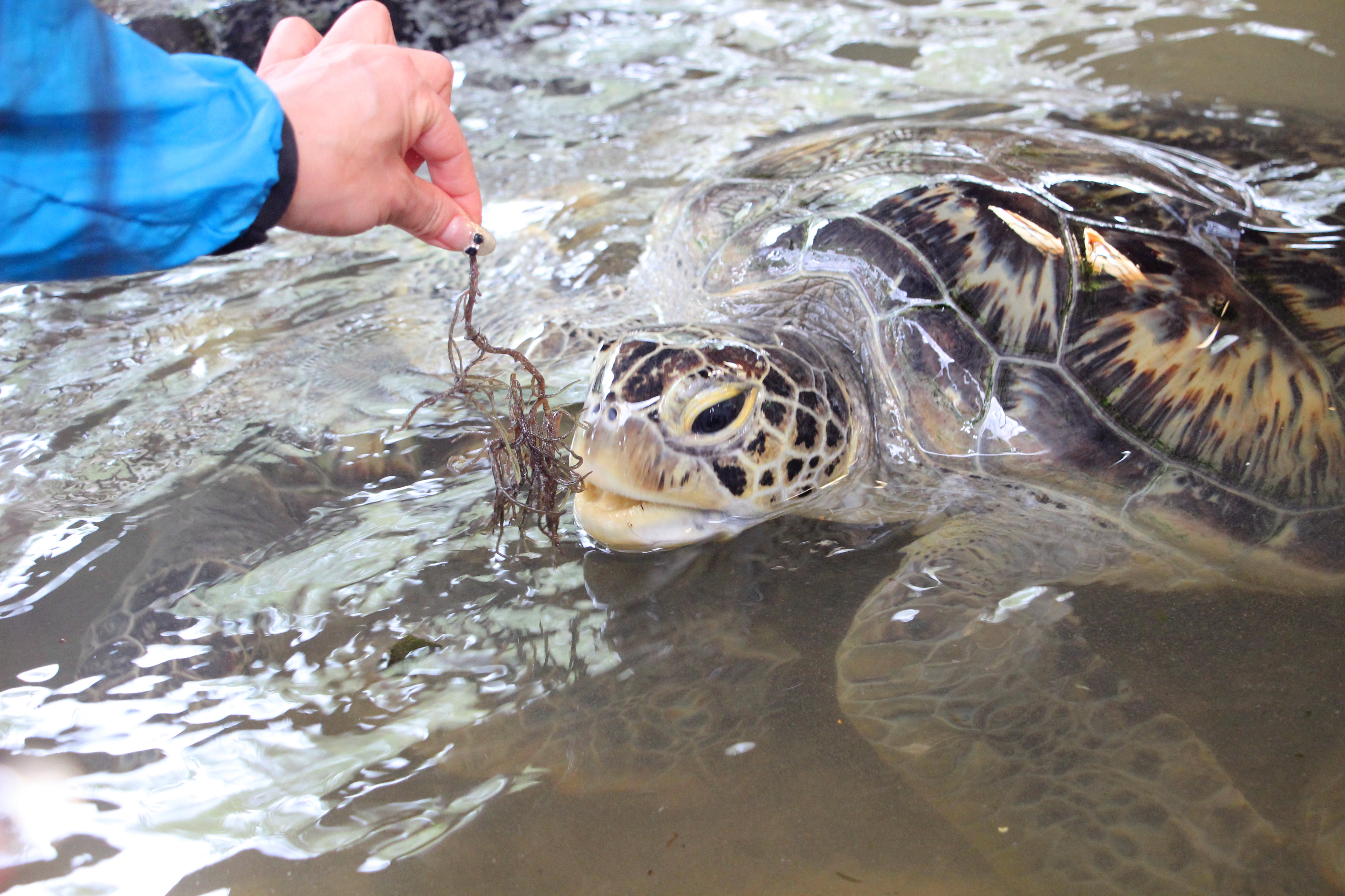 天堂之岛巴厘岛,天堂之岛巴厘岛旅游