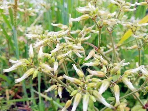 那些常见却叫不上名字的野花野草,常见的野花野草却是农家之宝