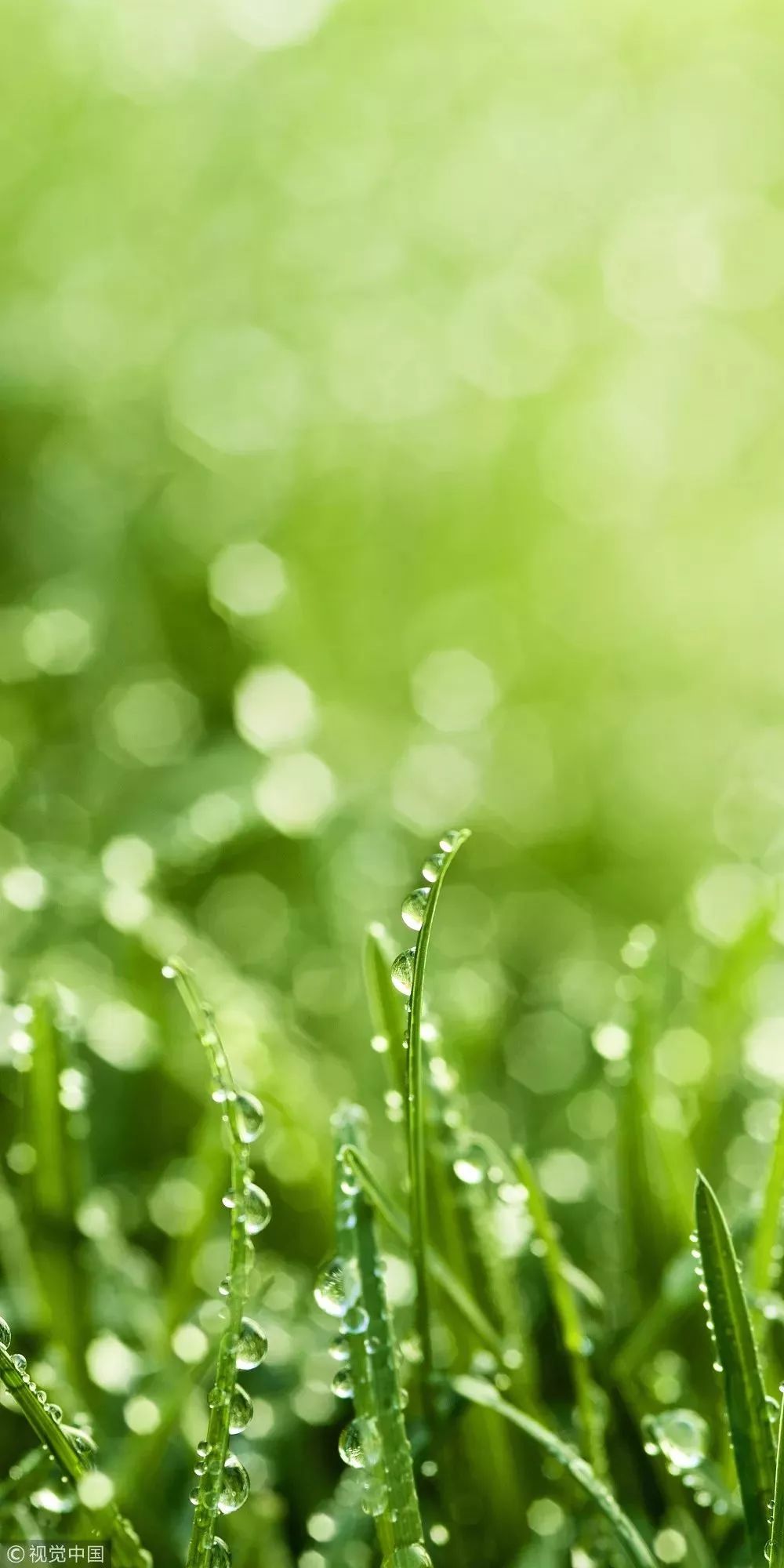 这把伞诵读完整版,这把伞是谁的英文版