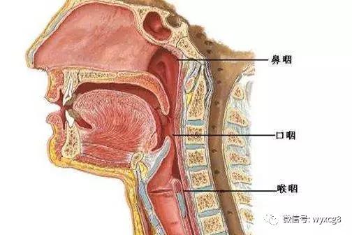 唱歌时喉头应该稳定在哪个部位,唱歌怎么保持喉头不动