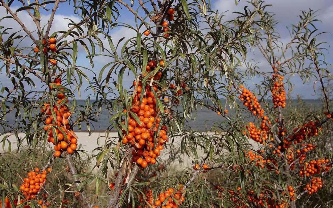 绿化用苗有哪些好品种,现在春季绿化都有哪些绿化苗